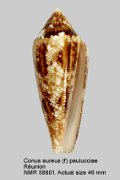 Conus aureus (f) paulucciae